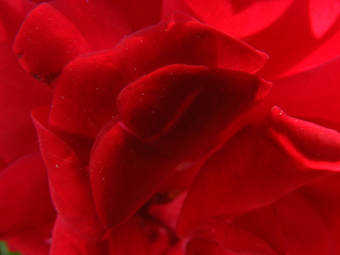 DSCF2375 - Trandafiri