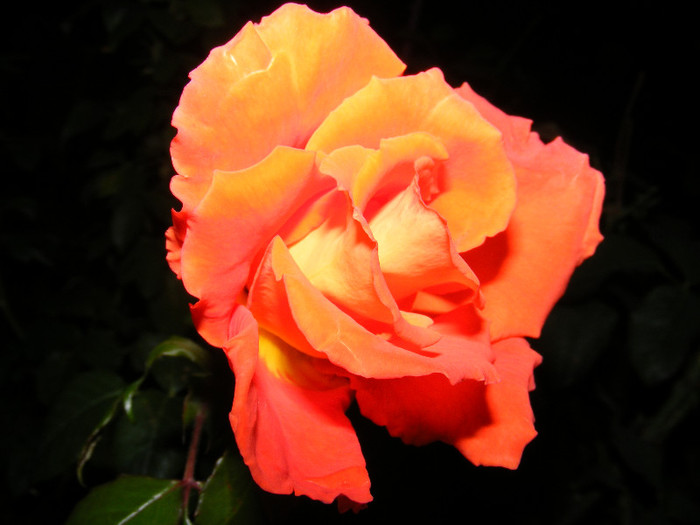 DSCF2788 - Trandafiri
