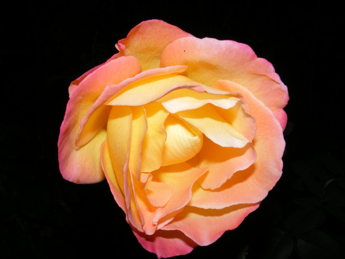 DSCF2793 - Trandafiri