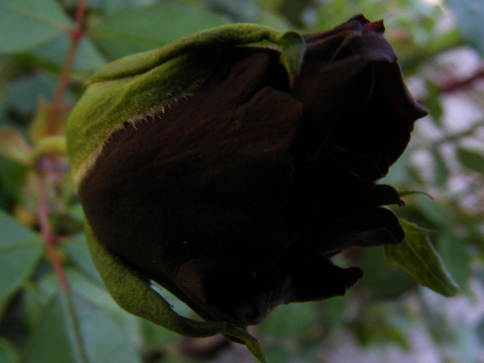DSCF2913 - Trandafiri