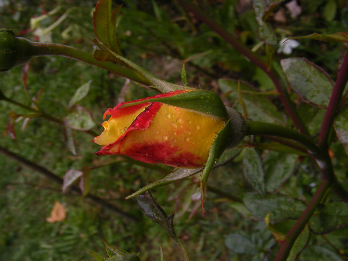DSCF2987 - Trandafiri