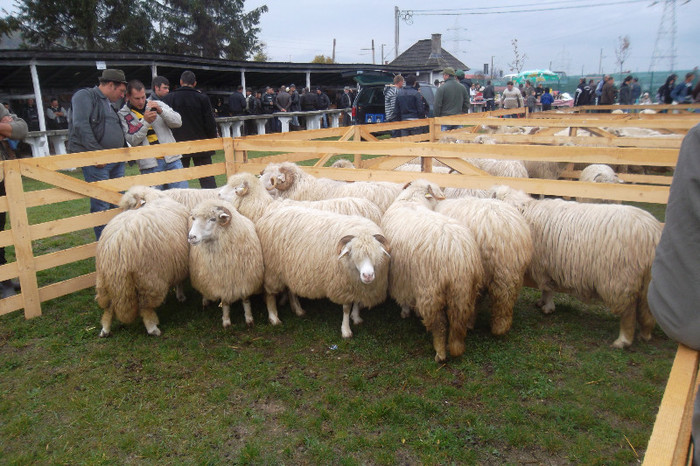 SAM_2896 - z-Oi Bala de BISTRITA EXPO 2012