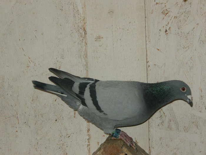 Nepot Drapa - Reproducatorii