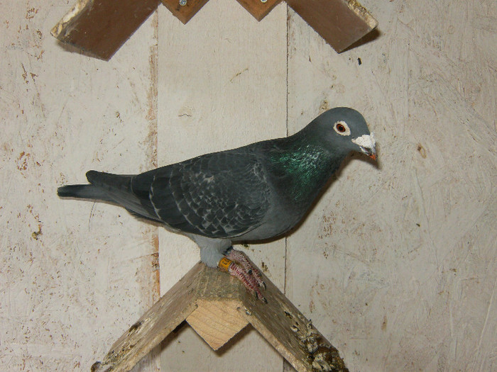 Van Der Veghe 100% - Reproducatorii