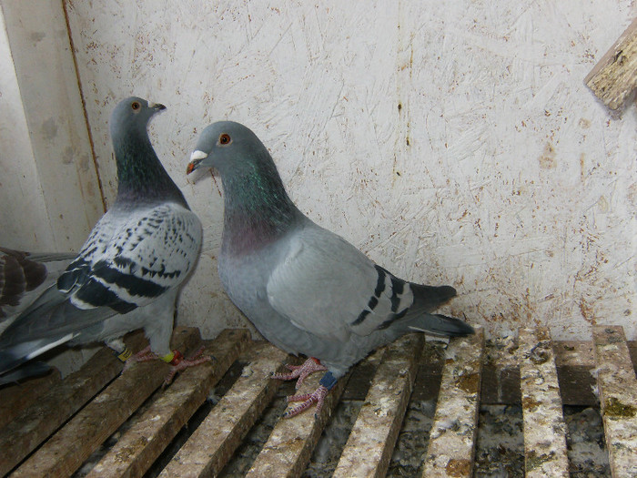 Lucky97 si Dove Hasendonc