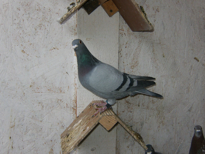 099-M. Aelbrecht.+Drapa.