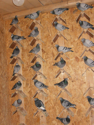 M. Pui2012 - Reproducatorii