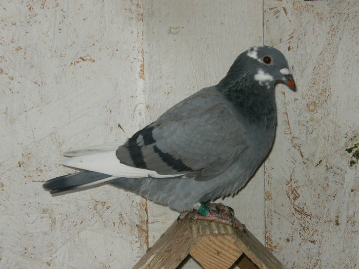 Fica Drapa+Norbert N