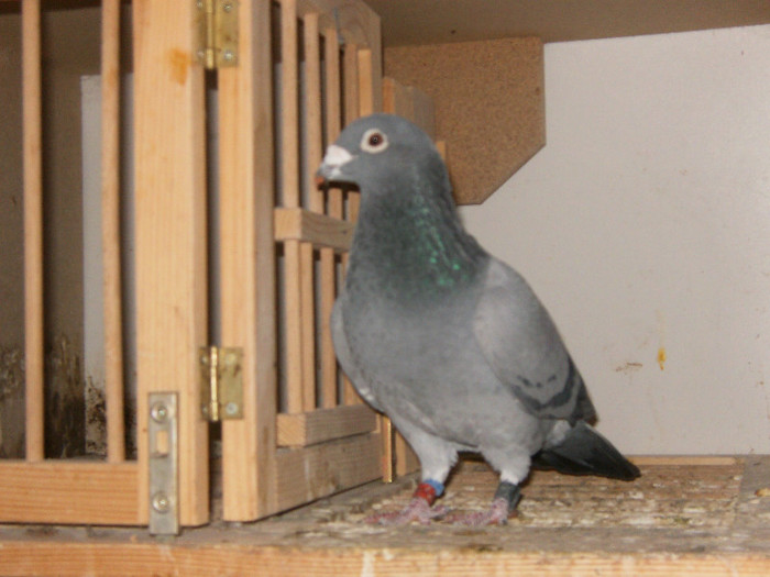 Drapa.100% - Reproducatorii