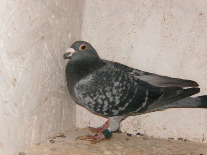 Super Reproducatoare - Reproducatorii