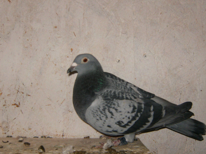 Vilighert+N/N - Reproducatorii