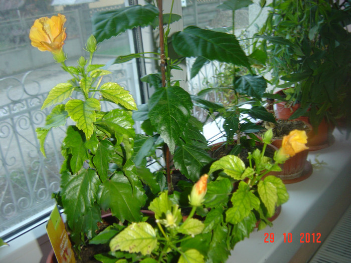 SUNT CAM SENSIBIL! - 09-2012-HIBISCUS