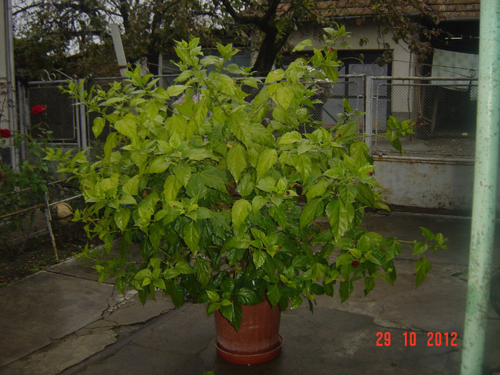 VREAU LA CALDURA... - 09-2012-HIBISCUS