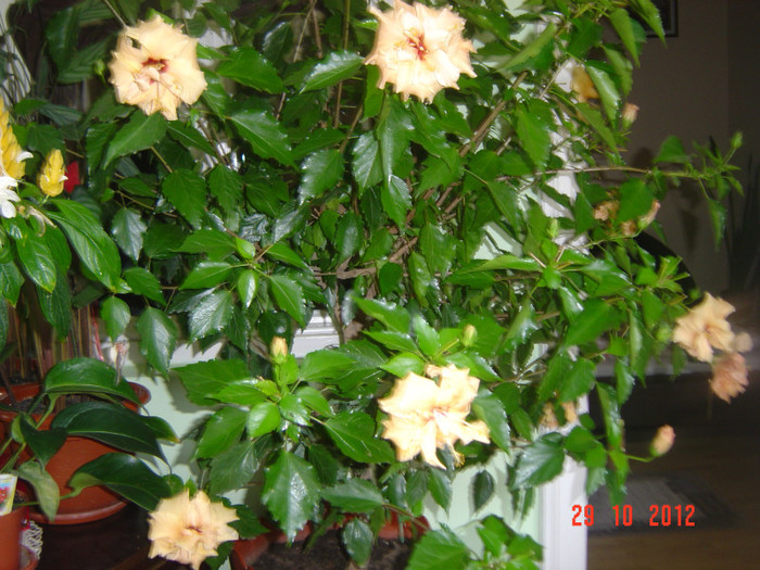 Picture 617 - 09-2012-HIBISCUS