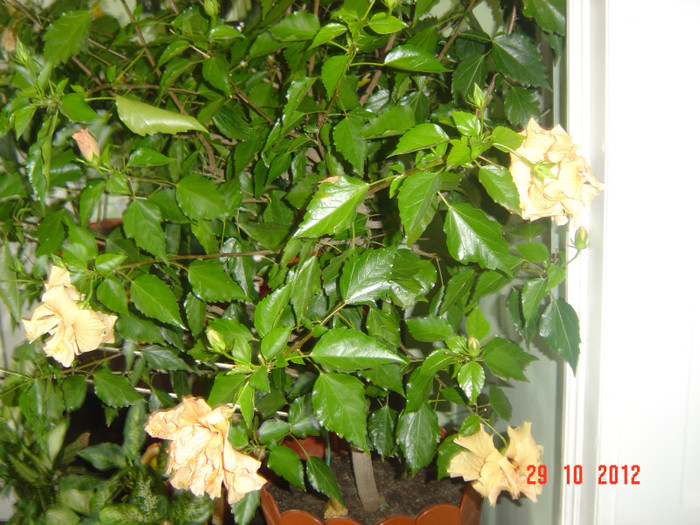 Picture 618 - 09-2012-HIBISCUS