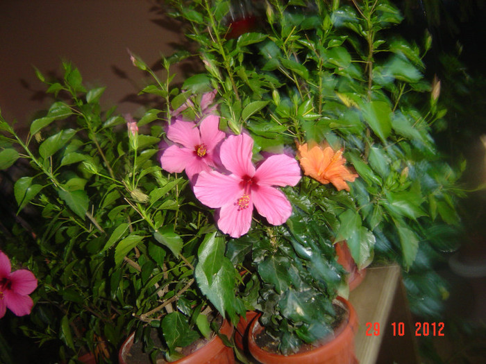 Picture 625 - 09-2012-HIBISCUS
