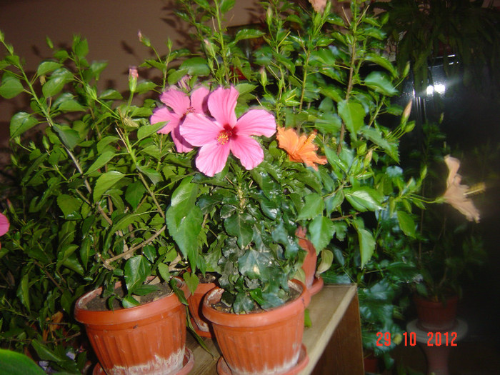 Picture 626 - 09-2012-HIBISCUS