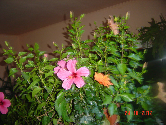 Picture 627 - 09-2012-HIBISCUS