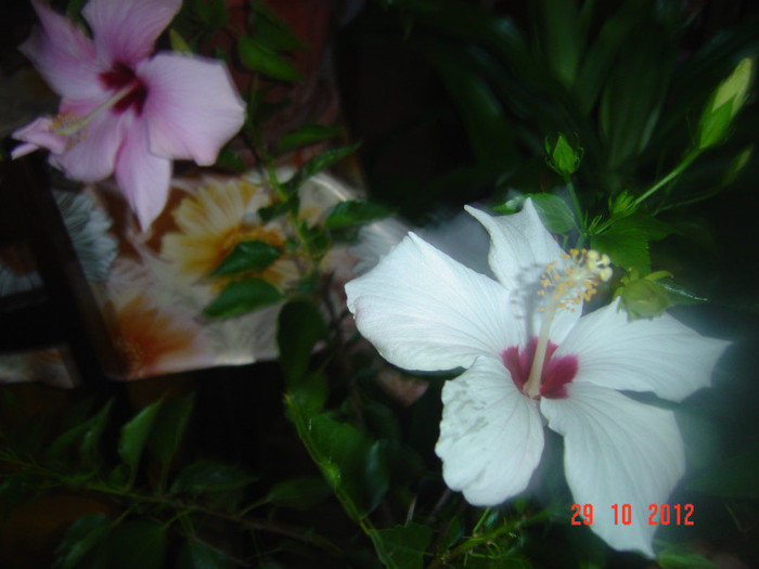 Picture 628 - 09-2012-HIBISCUS