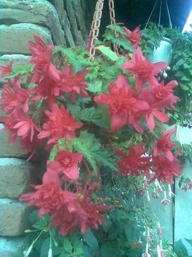 Begonia curgatoare - Plante 2012