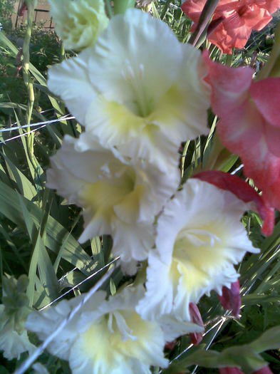 Gladiola alb-galben - In gradina