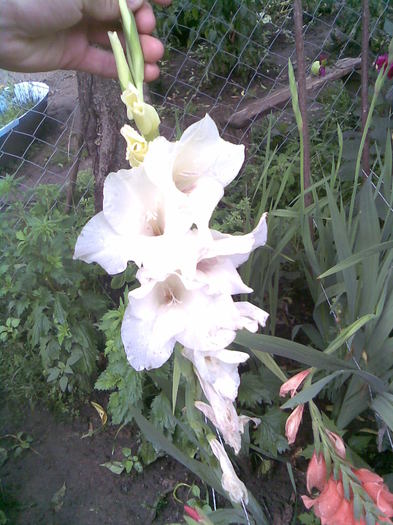 Gladiola alb - In gradina