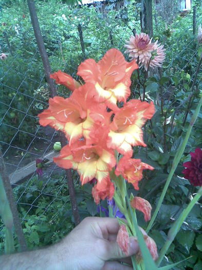 Gladiola galben-port. - In gradina