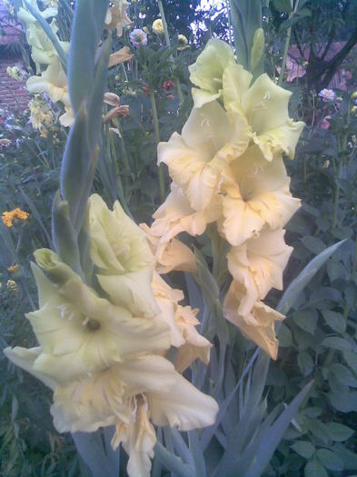 Gladiola galben - In gradina