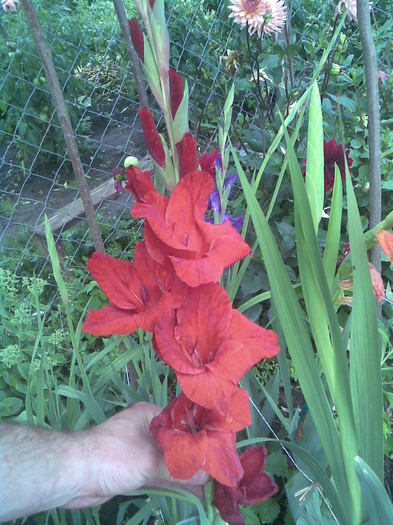 Gladiola rosu - In gradina