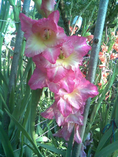 Gladiola - In gradina