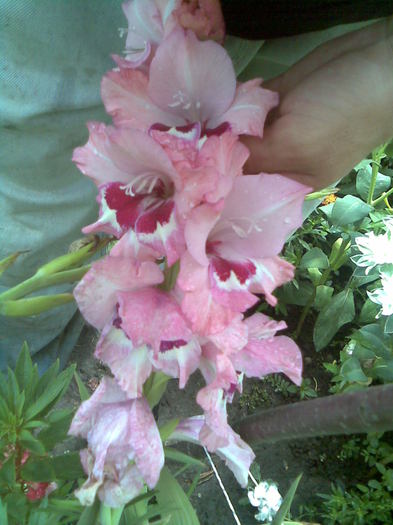 gladiola - In gradina