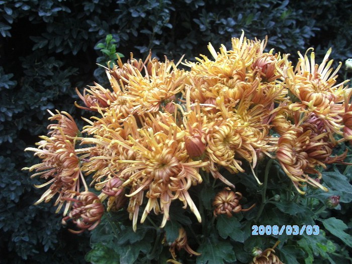 SANY0505