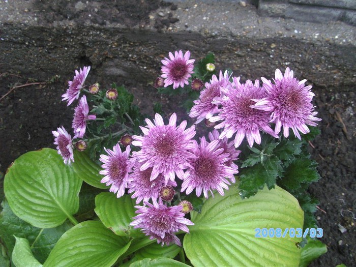 SANY0509