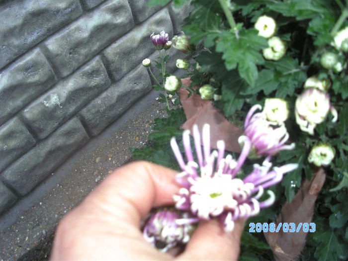 SANY0511