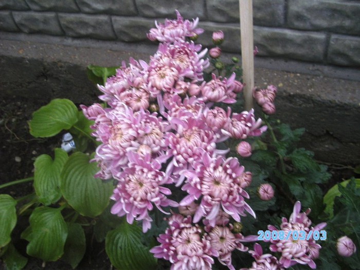 SANY0515