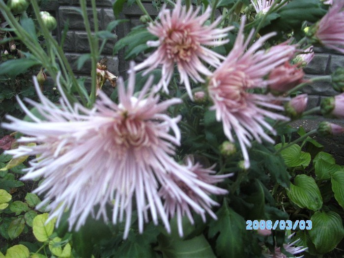 SANY0516