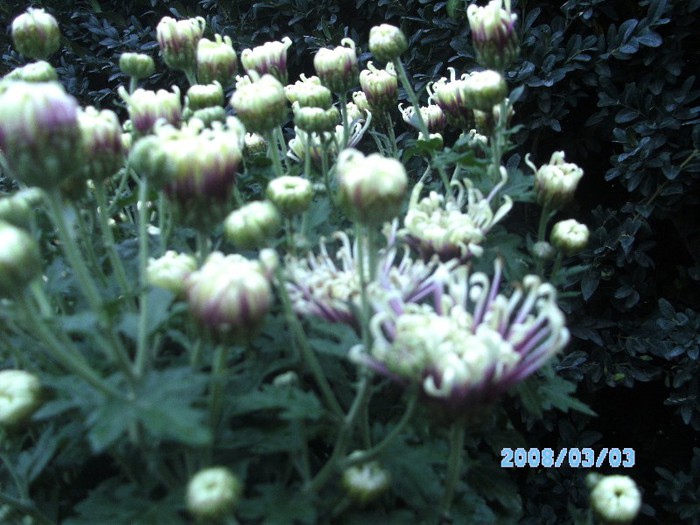SANY0525