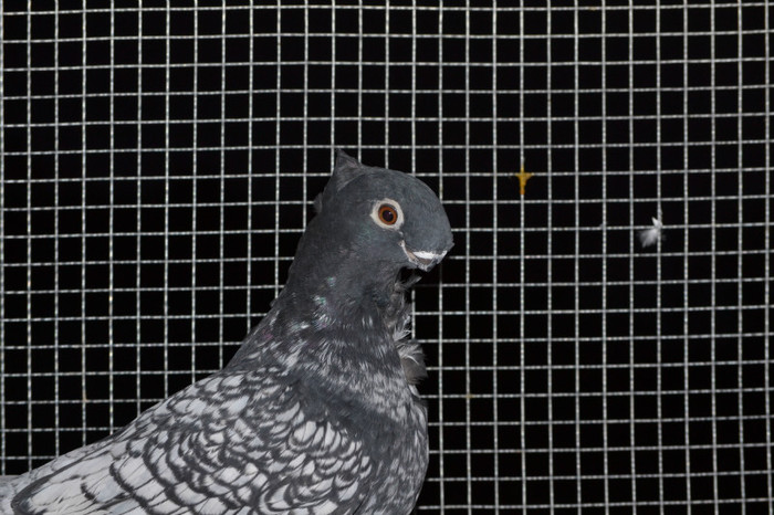 DSC_0079