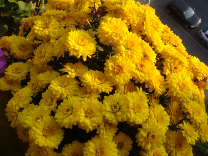DSC05862 - Alte floricele frumoase 2012-2013
