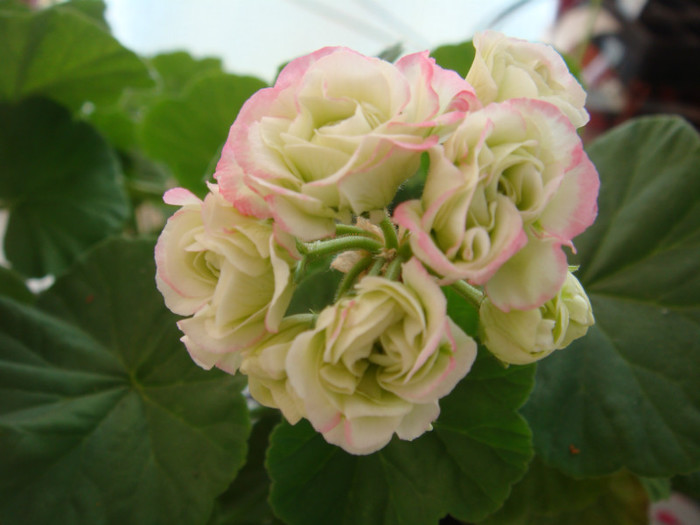 Muscata trandafiras - Alte floricele frumoase 2012-2013