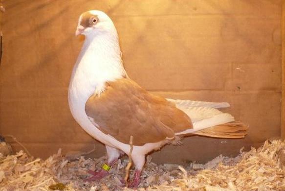 Dat in Turda la Bozdog Petru - D- Porumbei JUCATORI DE GALATI VANDUTI Album 1