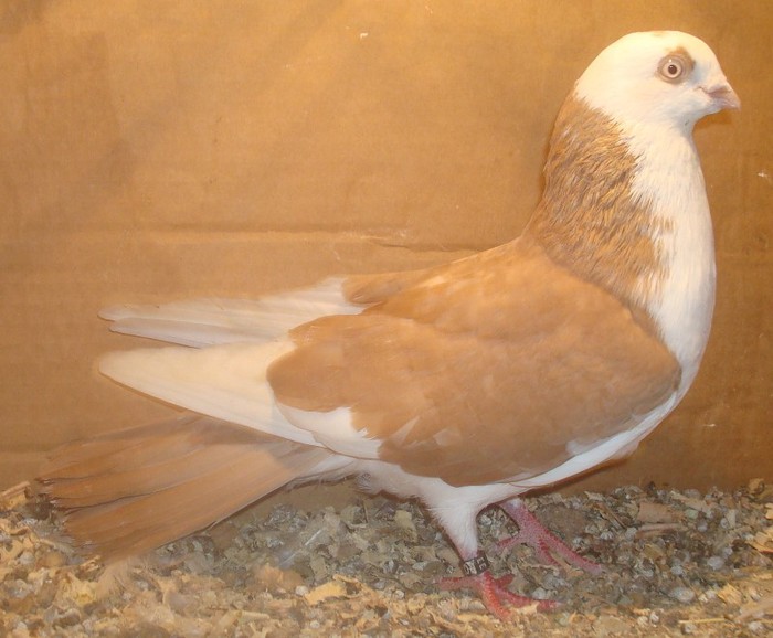 Dat in Turda la Bozdog Petru - D- Porumbei JUCATORI DE GALATI VANDUTI Album 1