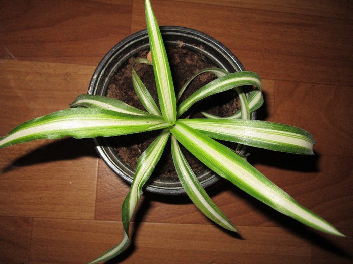 Clorophitum