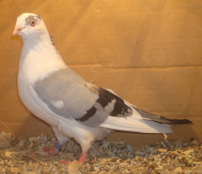 Dat in Turda la Bozdog Petru - D- Porumbei JUCATORI DE GALATI VANDUTI Album 1