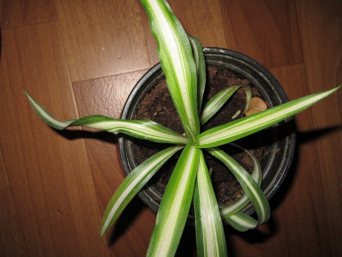 Clorophitum