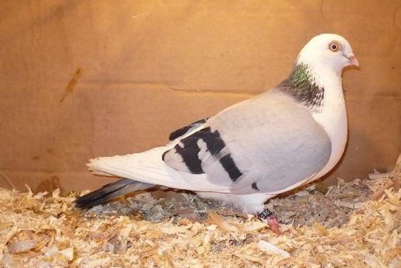 Data in Gherla la Calin - D- Porumbei JUCATORI DE GALATI VANDUTI Album 1