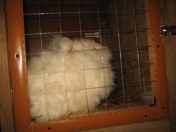 IMG_0083 - 04-Masculi Angora Englez-English __1- Mascul 1 - Buck 1