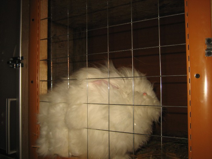 IMG_0084 - 04-Masculi Angora Englez-English __1- Mascul 1 - Buck 1