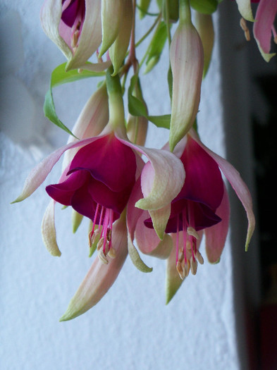 F. cascade - FUCHSIA