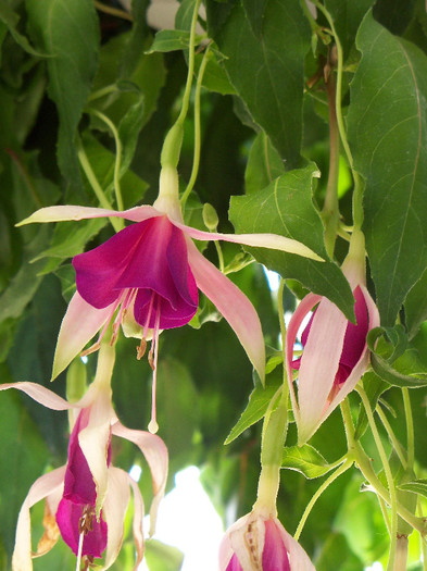 cascade - FUCHSIA